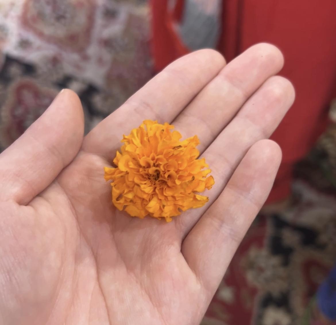 インドのマリーゴールド
