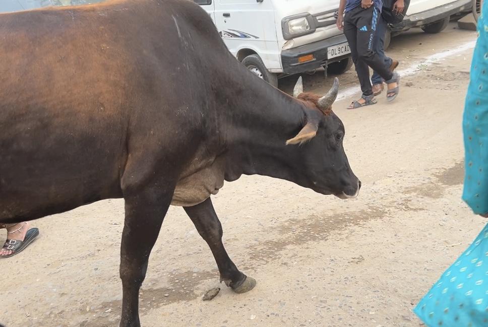 インドの茶色の牛