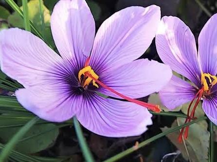 クロッカスの花