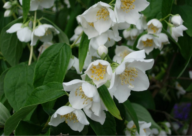 ジャスミン生産